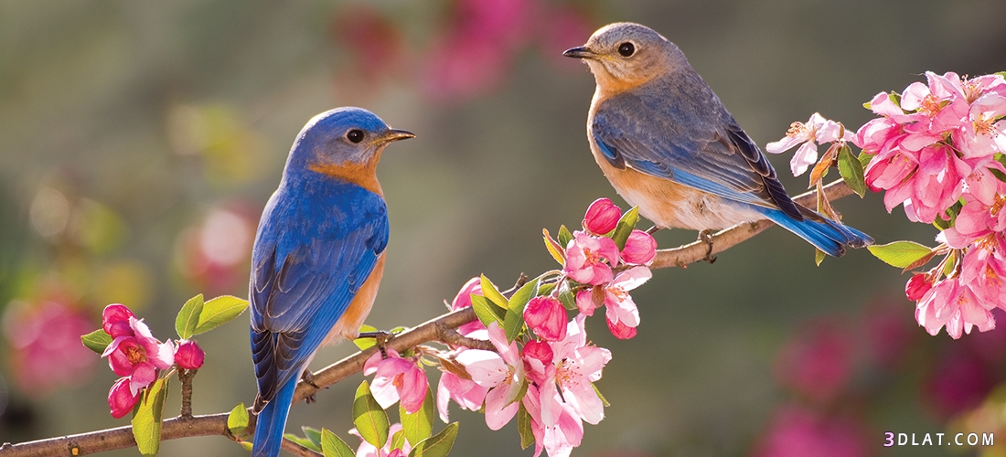 صور طيور وعصافير في الطبيعه رائعة جدا , أجمل صور الطيور , صور عصافير جميلة