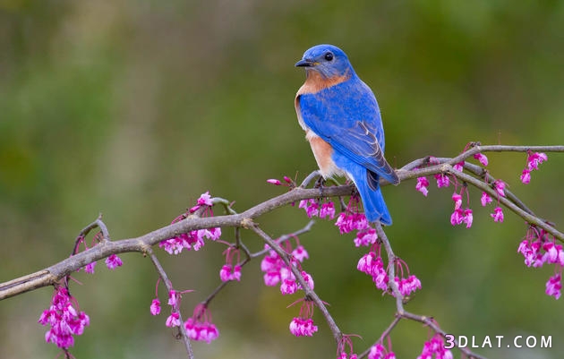 صور طيور وعصافير في الطبيعه رائعة جدا , أجمل صور الطيور , صور عصافير جميلة
