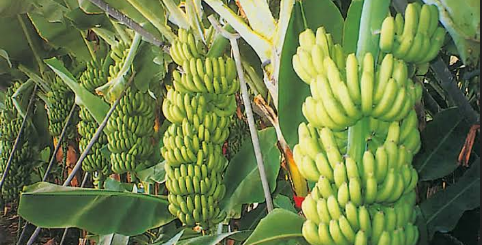 زراعة الموز في الأراضي الرملية،الوصف النباتي للموز طرق زراعة الموز،كيفية زر