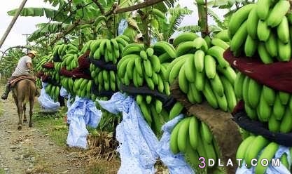 زراعة الموز في الأراضي الرملية،الوصف النباتي للموز طرق زراعة الموز،كيفية زر