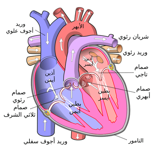 ثقب القلب عند الأطفال ،أعراض ثقب القلب الأذينيّ والبطيني لدى الأطفال، علاج