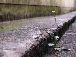 أجمل صور الأمطار المتحركة , مناظر طبيعية متحركة , صور أمطار متحركة