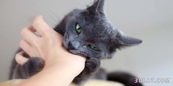 طريقة تدريب القطط على عدم العض,كيفية تعويد القطط على عدم العض,علاج العض عند