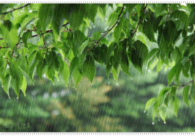 أروع صور الأمطار 2024  ,  أجمل  صور طبيعية متحركة , أمطار متحركة