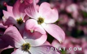 صور ورد جميل hd 2024 أجمل صور أزهار وورود رومانسية طبيعية ..     صور ورود ر