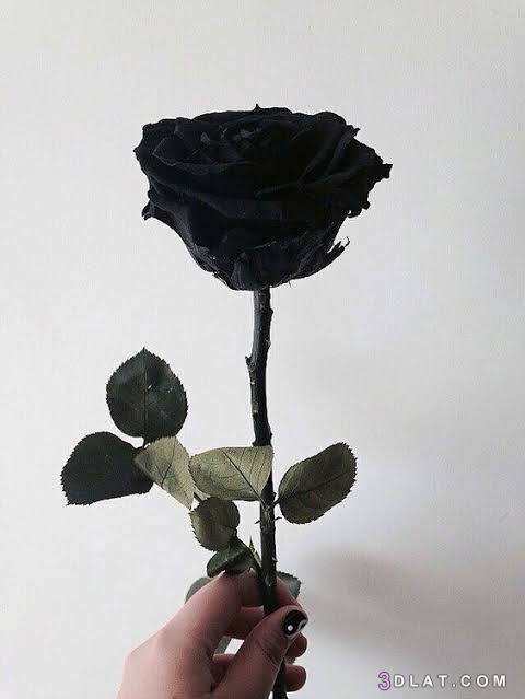 صور ورد اسود ٢٠١٩، مجموعة من الورود السوداء ٢٠١٩