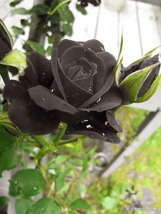 صور ورد اسود ٢٠١٩، مجموعة من الورود السوداء ٢٠١٩