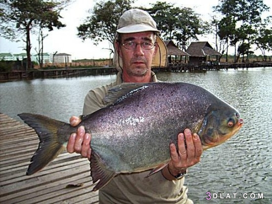 سمكة الباكو ،أماكن تواجد سمكة الباكو،كيفيه اصطياد الباكو في الأنهار،هل تُؤك