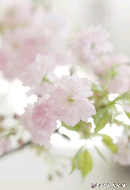 خلفيات زهور الربيع، صور ورد طبيعي روعه، اجدد صور الورود بالوان جميله