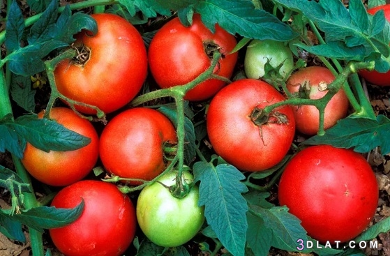 10 نصائح لاستخدام الطماطم فى الطهى