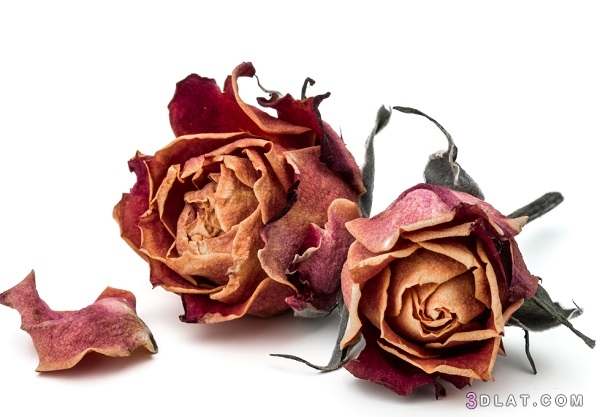 تجفيف الورد الجوري الطبيعي , طرق مختلفه لتجفيف الورد الجوري الطبيعي