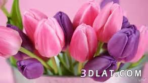 صور ورد جميل hd 2023 أجمل صور أزهار وورود رومانسية طبيعية  صور ازهار الربيع