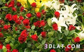 صور ورد جميل hd 2023 أجمل صور أزهار وورود رومانسية طبيعية  صور ازهار الربيع
