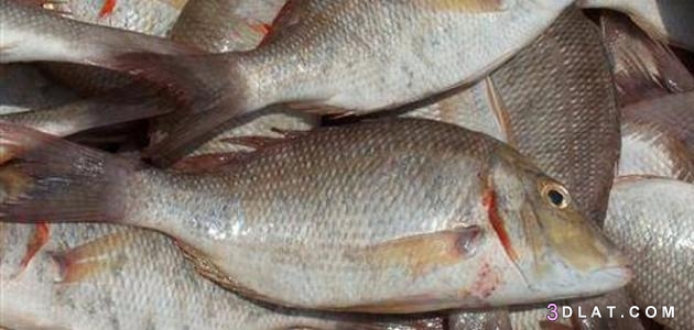 معلومات عن الأسماك ،خصائص الأسماك،السّمات الأحيائية للأسماك،القيمة الغذائية