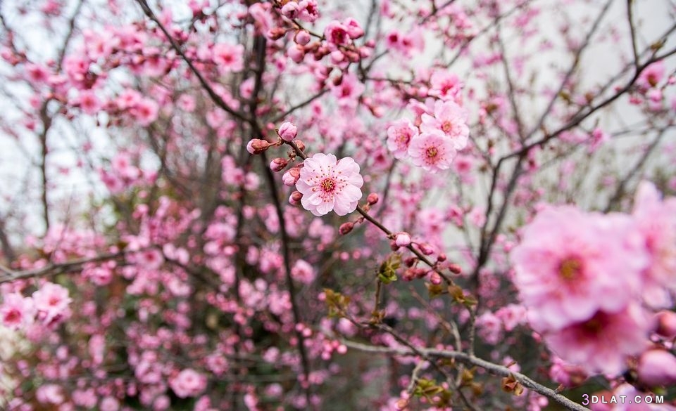 صور وازهار رائعة,اجمل الصور الماخوذة بفصل الربيع عن تفتح الازهار والورود
