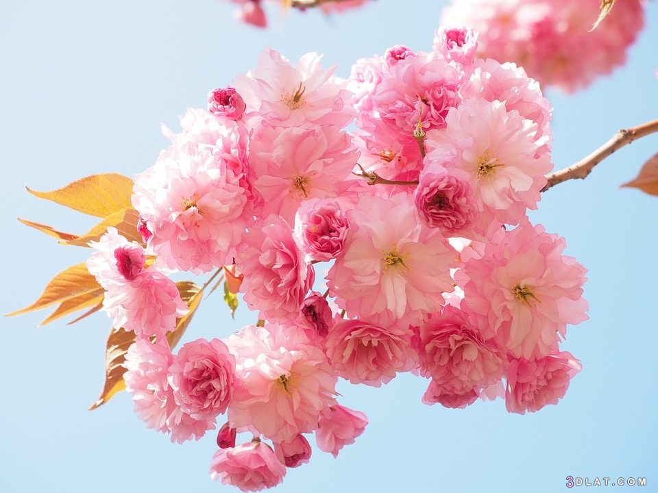 صور وازهار رائعة,اجمل الصور الماخوذة بفصل الربيع عن تفتح الازهار والورود