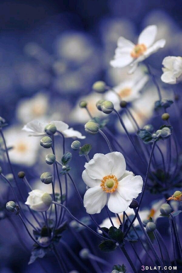 صور ورد، أزهار الربيع، ورود طبيعيه، صور ورد جميله