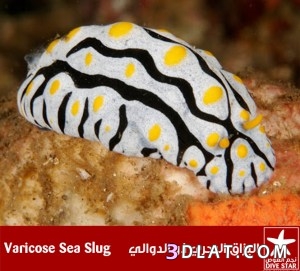 البزاقة البحرية (Sea Slug) أو ما تعرف كذلك بإسم الأرانب البحرية (Sea Hares)