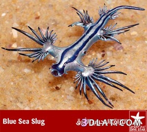 البزاقة البحرية (Sea Slug) أو ما تعرف كذلك بإسم الأرانب البحرية (Sea Hares)