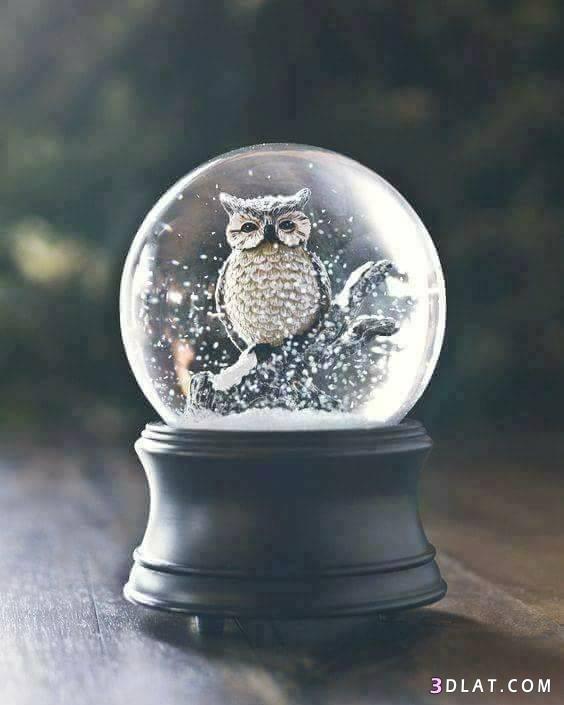 the snowball ♥