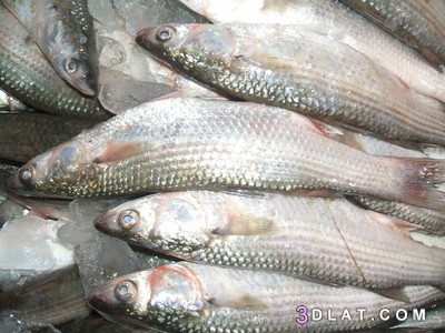 طريقة السمك البوري المشوي بالردة ،تحضير السمك البوري المشوي