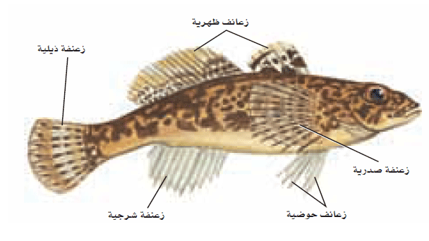 ثلاث طوائف تنقسم الاسماك الى طائفة الأسماك