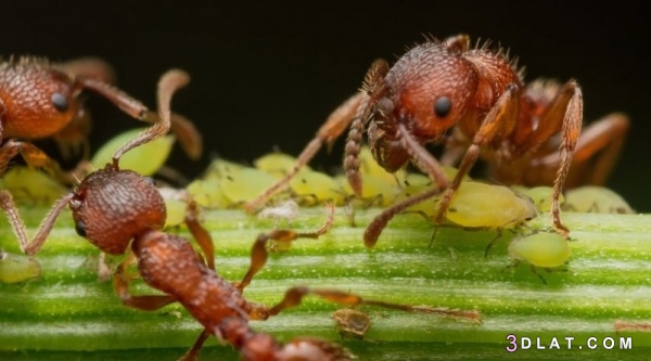 النمل  حياته وبعض سلوكياته الغريبة بالصور