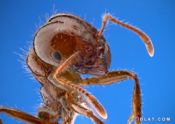 النمل  حياته وبعض سلوكياته الغريبة بالصور