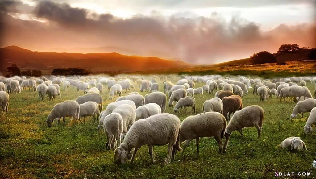 الراعي والقطيع،قصة وعبرة
