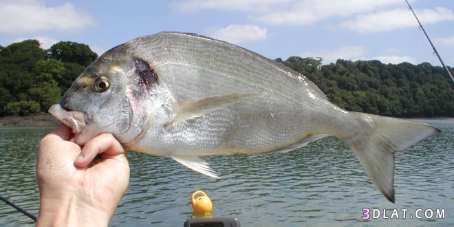 طريقة صيد سمك الدينيس ,أدوات صيده ,كيفية ربط الطعم لصيده
