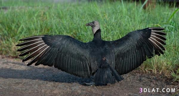 معلومات مثيرة عن طائر النسر الأسود العجيب بالصور