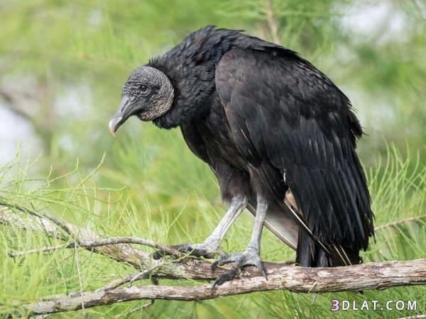 معلومات مثيرة عن طائر النسر الأسود العجيب بالصور