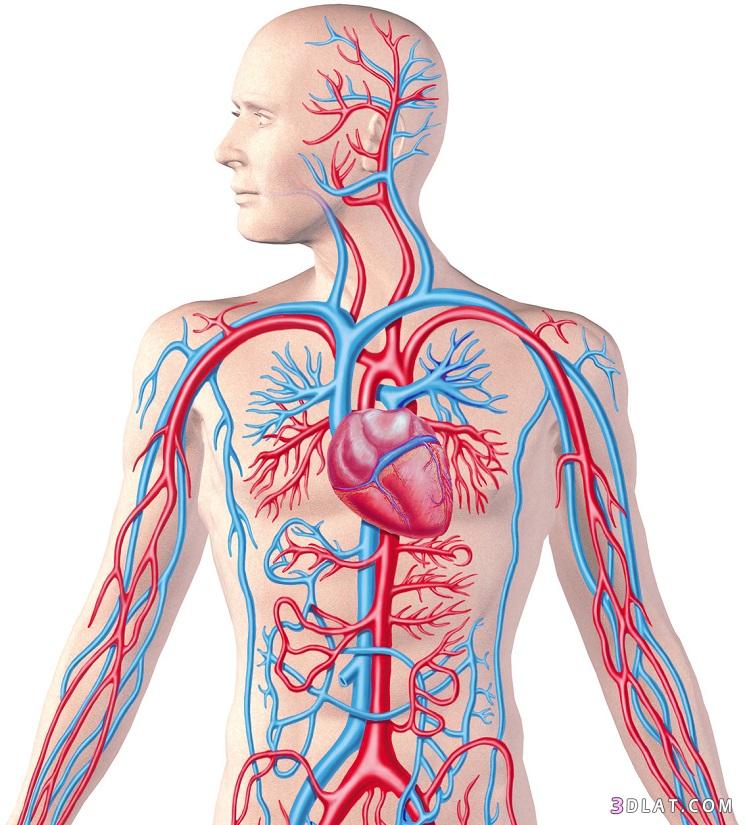 10 طرق لتعزيز الدورة الدموية.الطب البديل لعلاج ضعف الدورة الدموية
