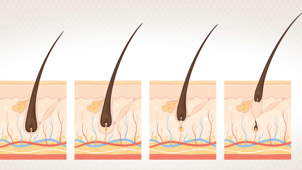 الشعر ،أجزاء الشعرة،مراحل نمو الشعر،العوامل التي تؤثر على نمو الشعر