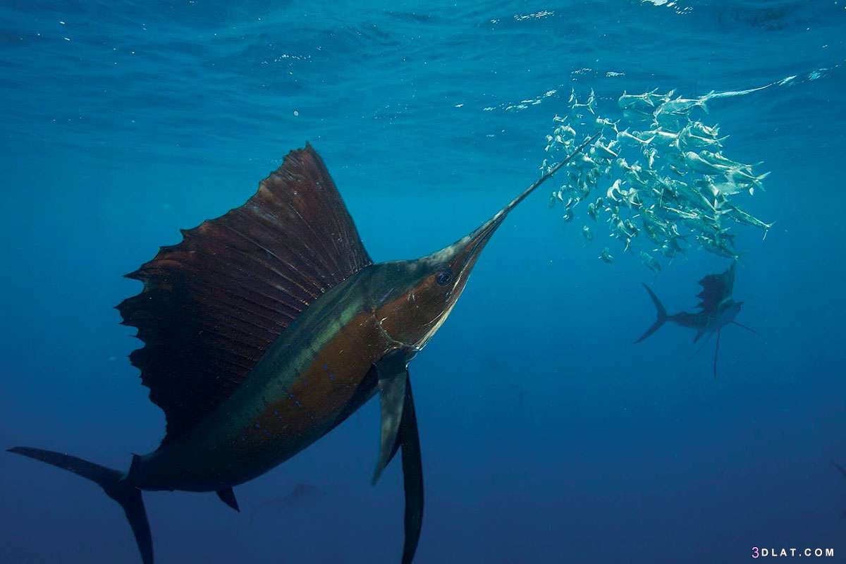 ما هي اسرع المخلوقات البحرية، معلومات عن سمكة الزعنفة الشراعية 2024