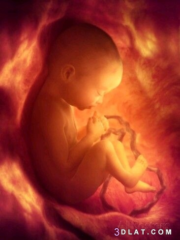 متى تبدا حركة الجنين في بطن أمه ، حركة الجنين داخل الرحم