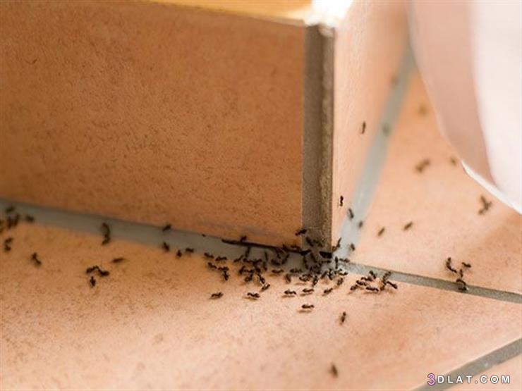 هل وجود النمل في البيت يدل على الرزق ،هل وجود النمل في البيت دلالة على الح