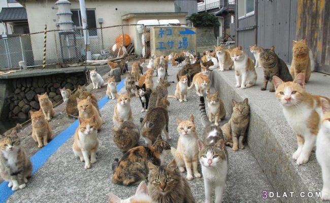 من الغرائب .. جزر في اليابان تسكنها القطط ..كيف تعيش   ؟