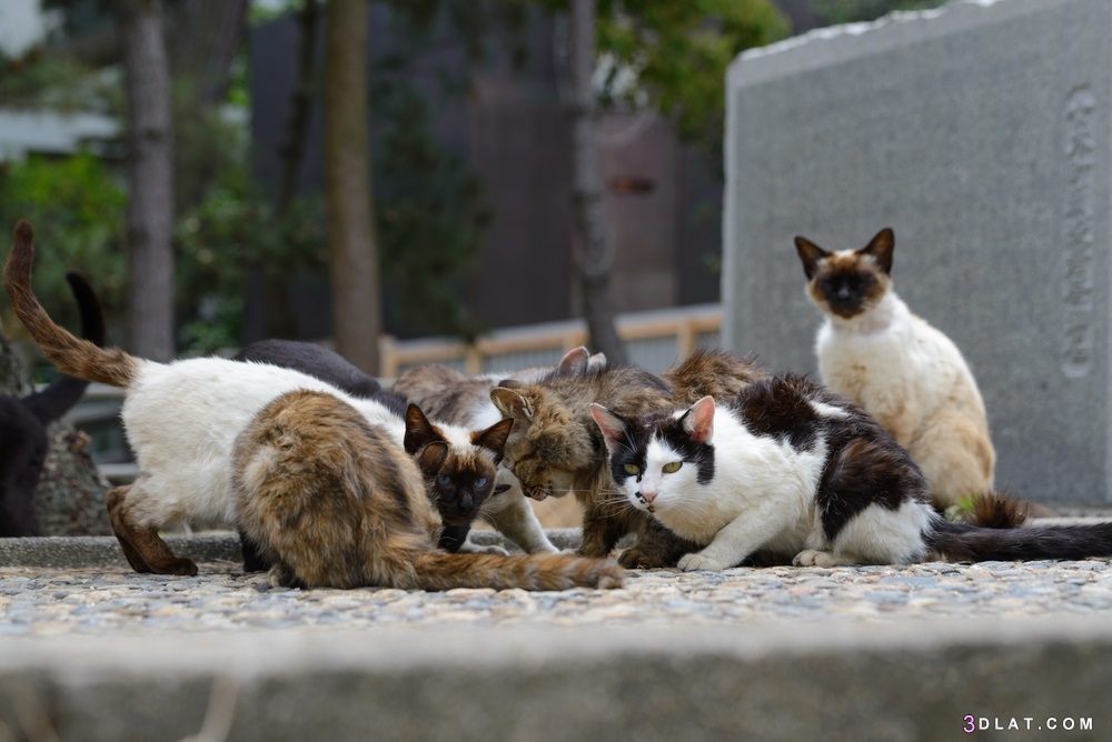 من الغرائب .. جزر في اليابان تسكنها القطط ..كيف تعيش   ؟