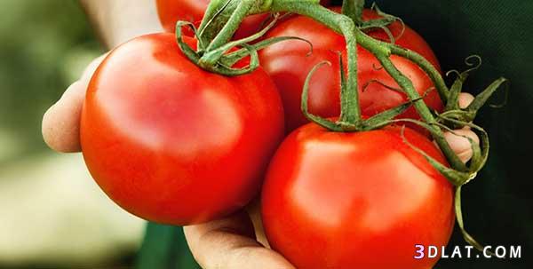طريقة حفظ الطماطم,كيفية تخزين الطماطم,فوائد الطماطم