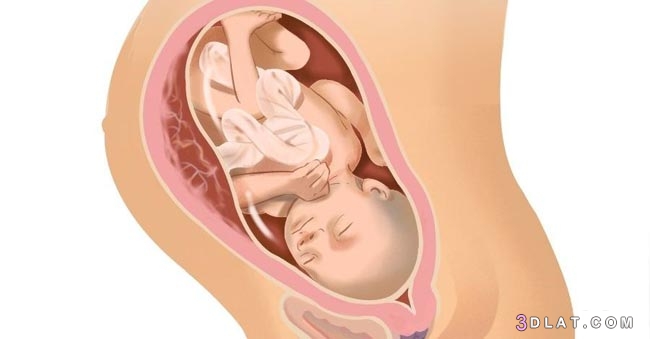 وضعيات الجنين قبل الولادة بالصورأفضل وضعية للطفل طرق تعديل وضع الجنين ، ن