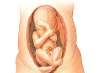 وضعيات الجنين قبل الولادة بالصورأفضل وضعية للطفل طرق تعديل وضع الجنين ، ن