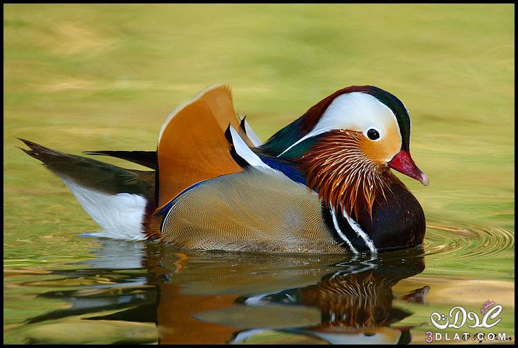 اجمل بطه في العالم, البطة حقيقية وتعرف باسم (Mandarin Duck)