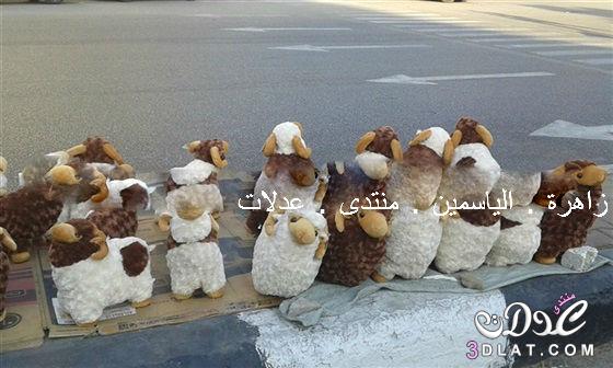 صور : خروف العيد تذكارية