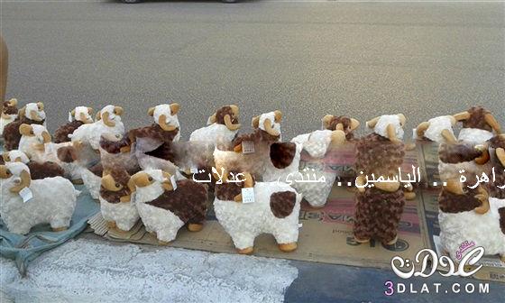 صور : خروف العيد تذكارية