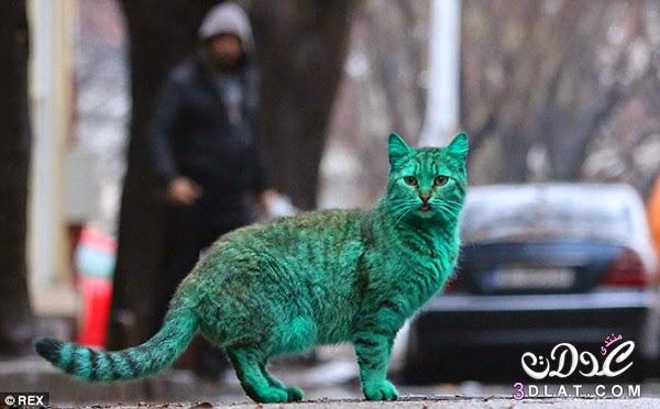قط أخضر غريب يظهر في شوارع بلغاريا ويصيب السكان بالدهشة
