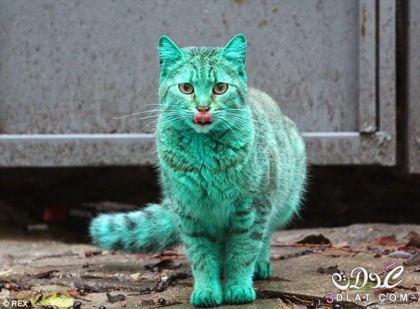 قط أخضر غريب يظهر في شوارع بلغاريا ويصيب السكان بالدهشة