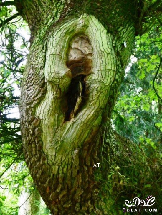 الشجرة العجيبة التي لها أذن صاغية في مدينة براون فلز