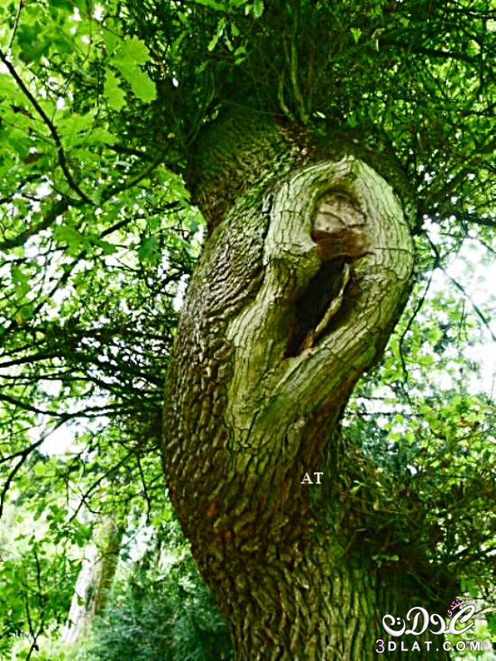 الشجرة العجيبة التي لها أذن صاغية في مدينة براون فلز