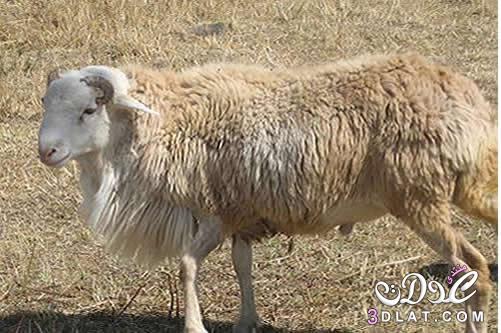 صور من تجميعى خروف العيد صور خروف العيد خروفى ياخروفى